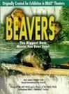 海狸beavers